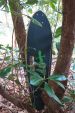 Longboard "Mone" mit Gecko auf der Oberseite versteckt hinter Rhododendron